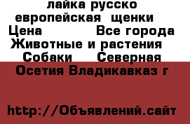 лайка русско-европейская (щенки) › Цена ­ 5 000 - Все города Животные и растения » Собаки   . Северная Осетия,Владикавказ г.